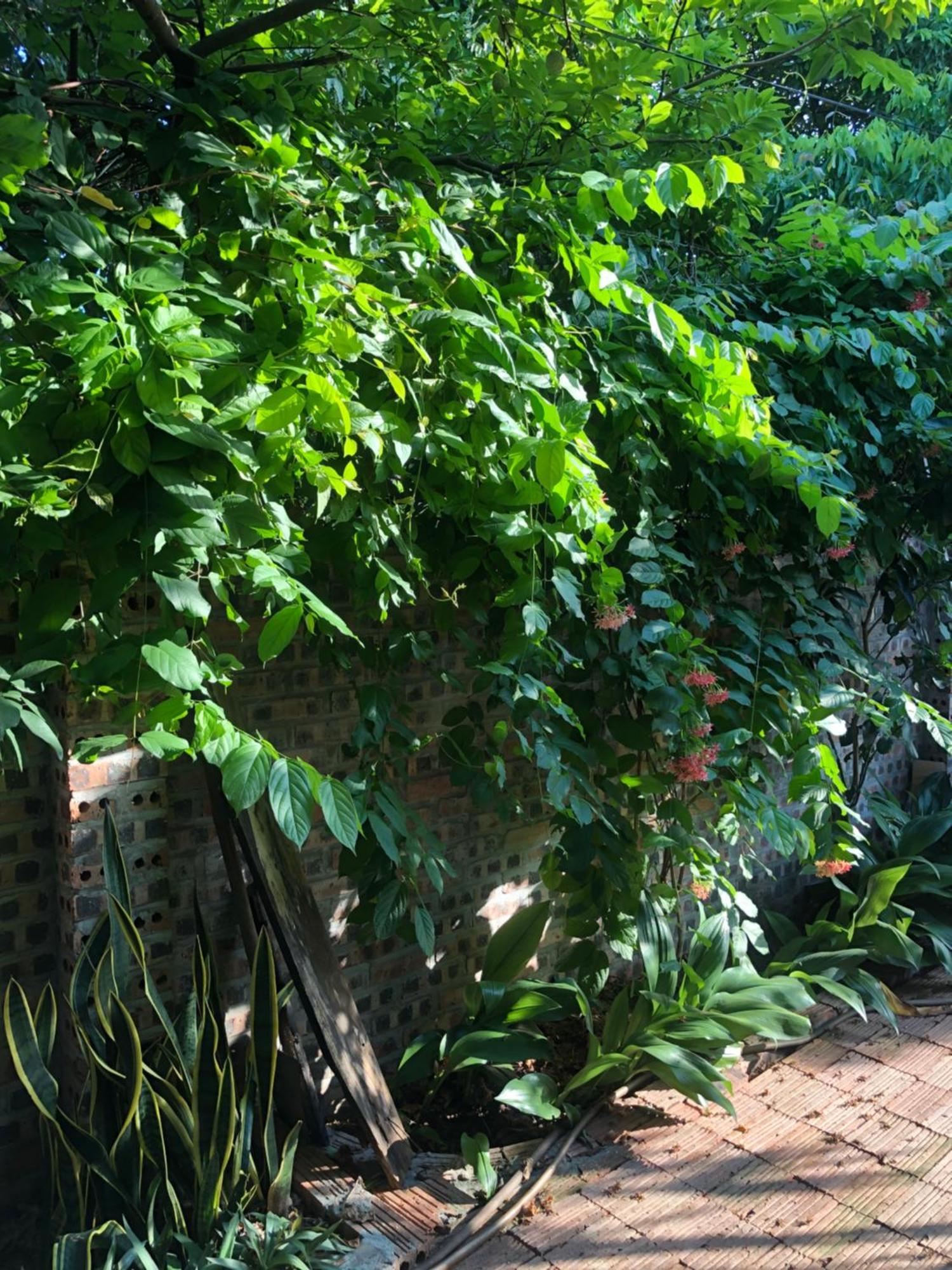 Vu Lam Thuy Xuyen Tam Coc Homestay מראה חיצוני תמונה